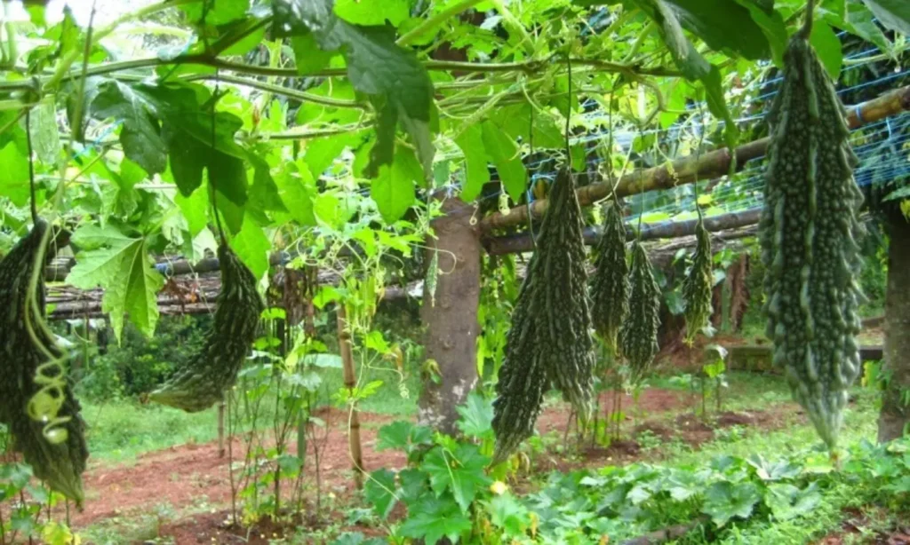 425117 pandiri kakara sagu 